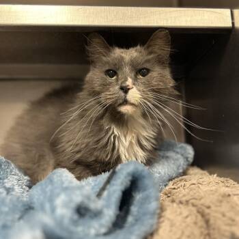 Fabio -  Domestic Long Hair Cat Available for Adoption in Charleston, West Virginia - Fabio | PetCurious