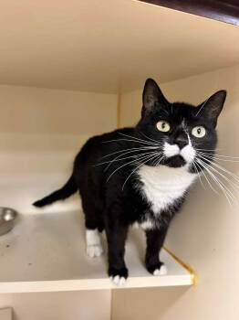 Rescue Tuxedo Cats for Adoption in Myerstown, Pennsylvania - Emery | PetCurious