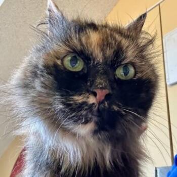 Rescue Tortoiseshell Cats for Adoption in Hoquiam, Washington - Kiki - Super Social | PetCurious