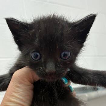 Florida -  Domestic Short Hair Cat for Adoption in Corpus Christi, Texas - Florida | PetCurious