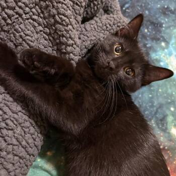 Fudge -  Domestic Short Hair Cat for Adoption in Overland Park, Kansas - Fudge | PetCurious