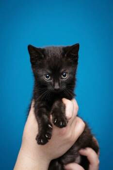 ECLIPSE -  Domestic Short Hair Cat for Adoption in Belleville, Illinois - ECLIPSE | PetCurious