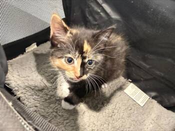 Domestic Short Hair Cats Available for Adoption in Charlotte, North Carolina - A1264014 | PetCurious