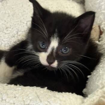 Domino -  Domestic Short Hair Cat for Adoption in Volcano, Hawaii - Domino | PetCurious