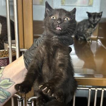 CADENCE -  Domestic Short Hair Cat for Adoption in Richmond, California - CADENCE | PetCurious