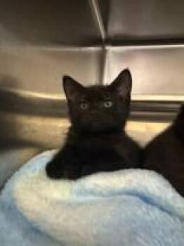 Monkey -  Domestic Short Hair Cat for Adoption in Manitowoc, Wisconsin - Monkey | PetCurious
