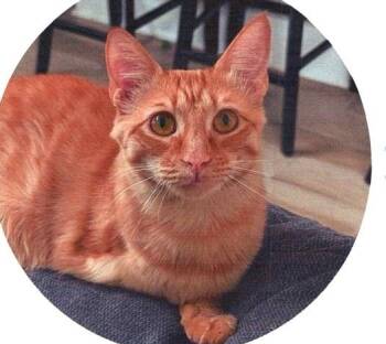 Domestic Short Hair Cats Available for Adoption in Dayton, Minnesota - Alfred | PetCurious