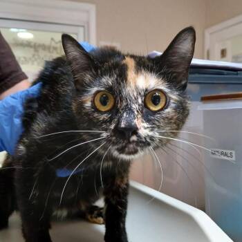 Reverie -  Domestic Short Hair Cat for Adoption in Kanab, Utah - Reverie | PetCurious