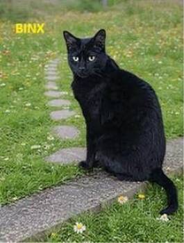 Domestic Short Hair Cats Available for Adoption - Binx | PetCurious