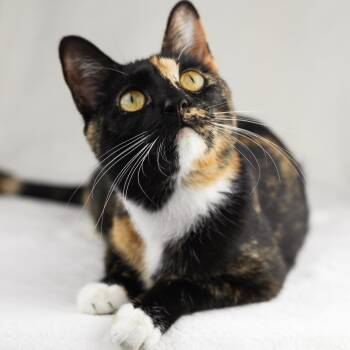 Domestic Short Hair Cats Available for Adoption in Minnetonka, Minnesota - Delia  C68285 | PetCurious