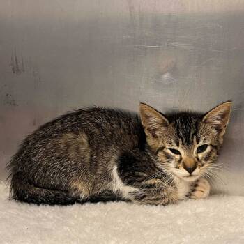 Rescue Domestic Short Hair Cats for Adoption in Columbus, Georgia - Charlie | PetCurious