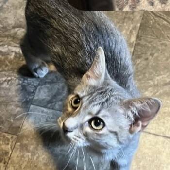 Rescue Domestic Short Hair Cats for Adoption in Normal, Illinois - Helene | PetCurious