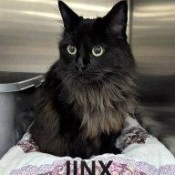JINX -  Domestic Long Hair Cat for Adoption in Henderson, Nevada - JINX | PetCurious