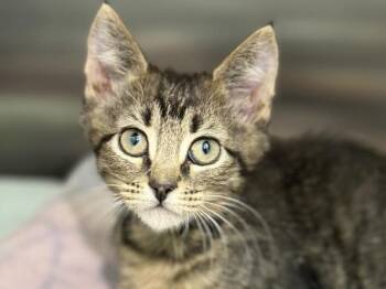 Eggs -  Domestic Short Hair Cat for Adoption in Portland, Oregon - Eggs | PetCurious