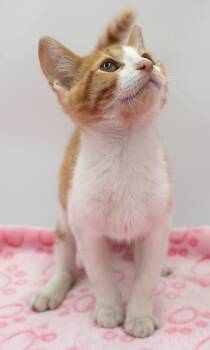 Cheddar -  Domestic Short Hair Cat for Adoption in Bowling Green, Kentucky - Cheddar | PetCurious