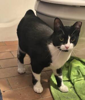 Domestic Short Hair Cats Available for Adoption - Alluka | PetCurious