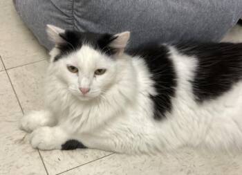 foxy -  Domestic Medium Hair Cat for Adoption in Huntington, New York - Foxy | PetCurious