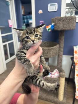 Brownie -  Domestic Short Hair Cat for Adoption in Belton, Missouri - Brownie | PetCurious