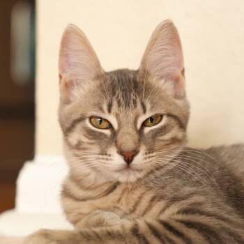 Rescue Domestic Short Hair Cats for Adoption in Houston, Texas - Natasha | PetCurious