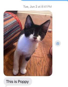 Poppy -  Domestic Short Hair Cat for Adoption in Austin, Texas - Poppy | PetCurious