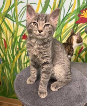 Rescue Domestic Short Hair Cats for Adoption in Towanda, Pennsylvania - Ranch Jr. | PetCurious