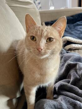 Rescue Domestic Short Hair Cats for Adoption - Buffy | PetCurious