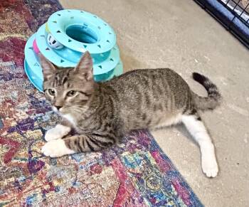Domestic Short Hair Cats Available for Adoption - Hopper | PetCurious