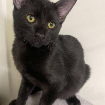 Coal -  Domestic Short Hair Cat for Adoption in Plainfield, Illinois - Coal | PetCurious
