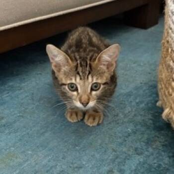 Rescue Domestic Short Hair Cats for Adoption in Elfin Forest, California - Pepper | PetCurious