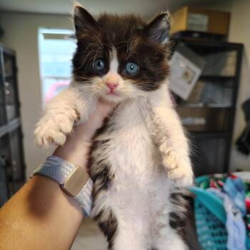 Domestic Short Hair Cats Available for Adoption in Osawatomie, Kansas - Bond | PetCurious