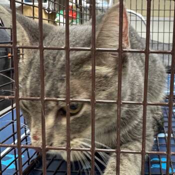 Rescue American Shorthair Cats for Adoption in Galveston, Texas - Tawanda | PetCurious