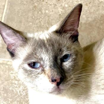 Rose -  Domestic Short Hair Cat for Adoption - Rose | PetCurious