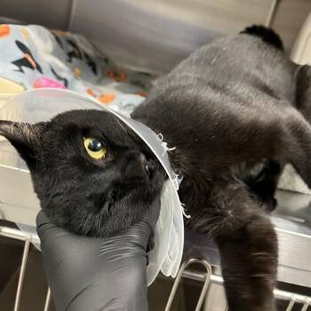 Amish Potato Salad -  Domestic Short Hair Cat for Adoption in York, Pennsylvania - Amish Potato Salad | PetCurious
