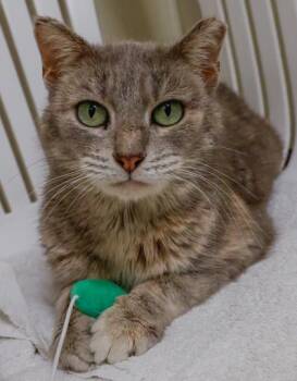 Domestic Short Hair Cats Available for Adoption - Asher | PetCurious