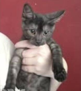 Banner -  Domestic Short Hair Cat for Adoption in Eugene, Oregon - Banner | PetCurious
