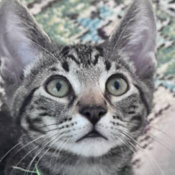 Marco -  Domestic Short Hair Cat for Adoption in Wilsonville, Oregon - Marco | PetCurious