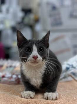 LUNDY -  Domestic Short Hair Cat for Adoption in Aliquippa, Pennsylvania - LUNDY | PetCurious