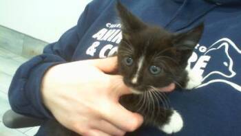 A1268855 -  Domestic Short Hair Cat for Adoption in Charlotte, North Carolina - A1268855 | PetCurious
