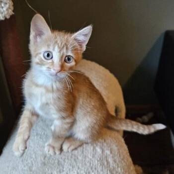 Lasagna -  Domestic Short Hair Cat for Adoption in Verona, Wisconsin - Lasagna | PetCurious