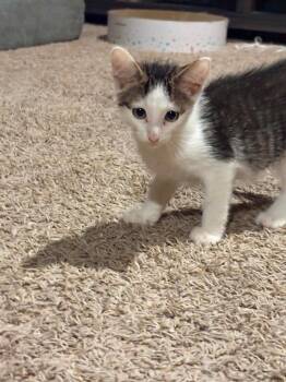 Mickelsen -  Domestic Short Hair Cat for Adoption in Miami, Oklahoma - Mickelsen | PetCurious