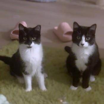 Domestic Short Hair Cats Available for Adoption - Joey | PetCurious