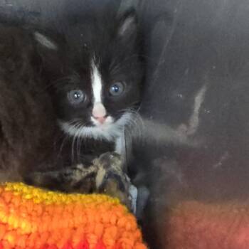 Pip 26-0396 -  Domestic Short Hair Cat for Adoption in Yanceyville, North Carolina - Pip 26-0396 | PetCurious
