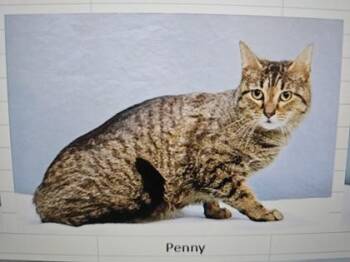 Domestic Short Hair Cats Available for Adoption in Cincinnati, Ohio - Penny | PetCurious