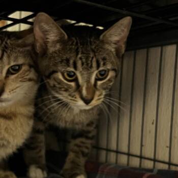 Sapphire -  Domestic Short Hair Cat for Adoption in Birmingham, Alabama - Sapphire | PetCurious