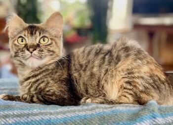 Tabby and Tortoiseshell Cats Available for Adoption in The Dalles, Oregon - Sophie | PetCurious