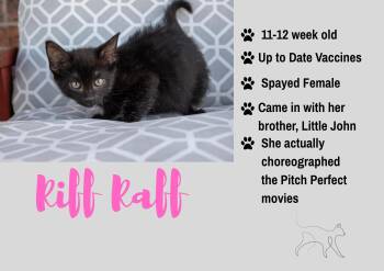 Riff Raff -  Domestic Short Hair Cat for Adoption in Junction City, Kansas - Riff Raff | PetCurious