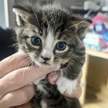 Tuna -  Domestic Short Hair Cat for Adoption in Sioux Falls, South Dakota - Tuna | PetCurious