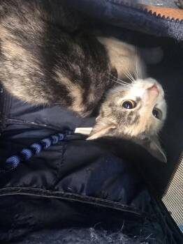 Domestic Short Hair Cats Available for Adoption in Houston, Texas - HARU | PetCurious