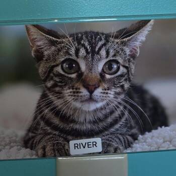 river -  Domestic Short Hair Cat for Adoption in Petersburg, Indiana - River | PetCurious