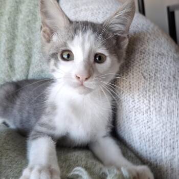Robin -  Russian Blue and Domestic Short Hair Cat for Adoption in Yorba Linda, California - Robin | PetCurious